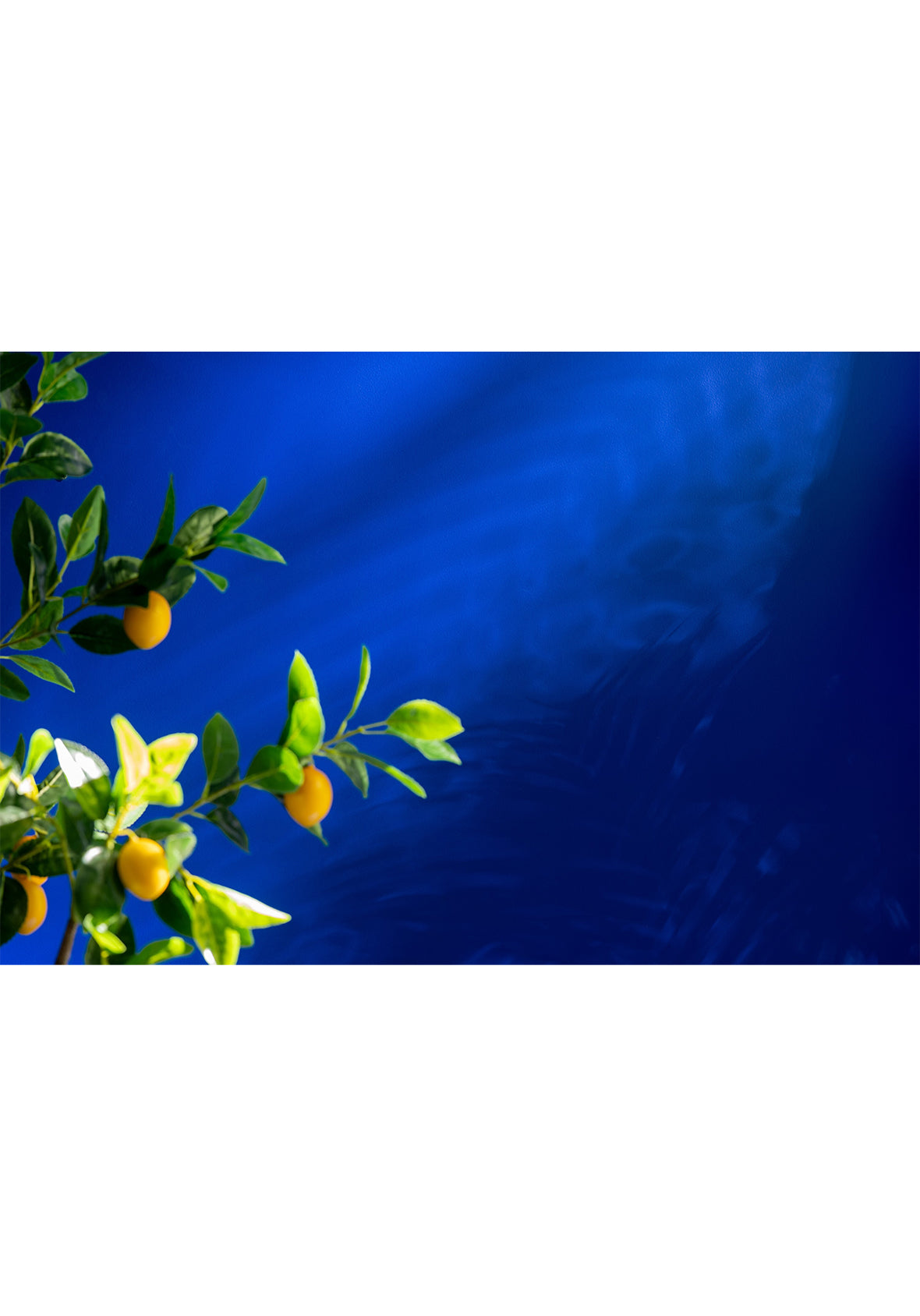 Limonero Maceta