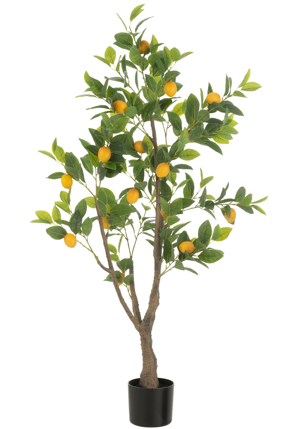 Limonero Maceta