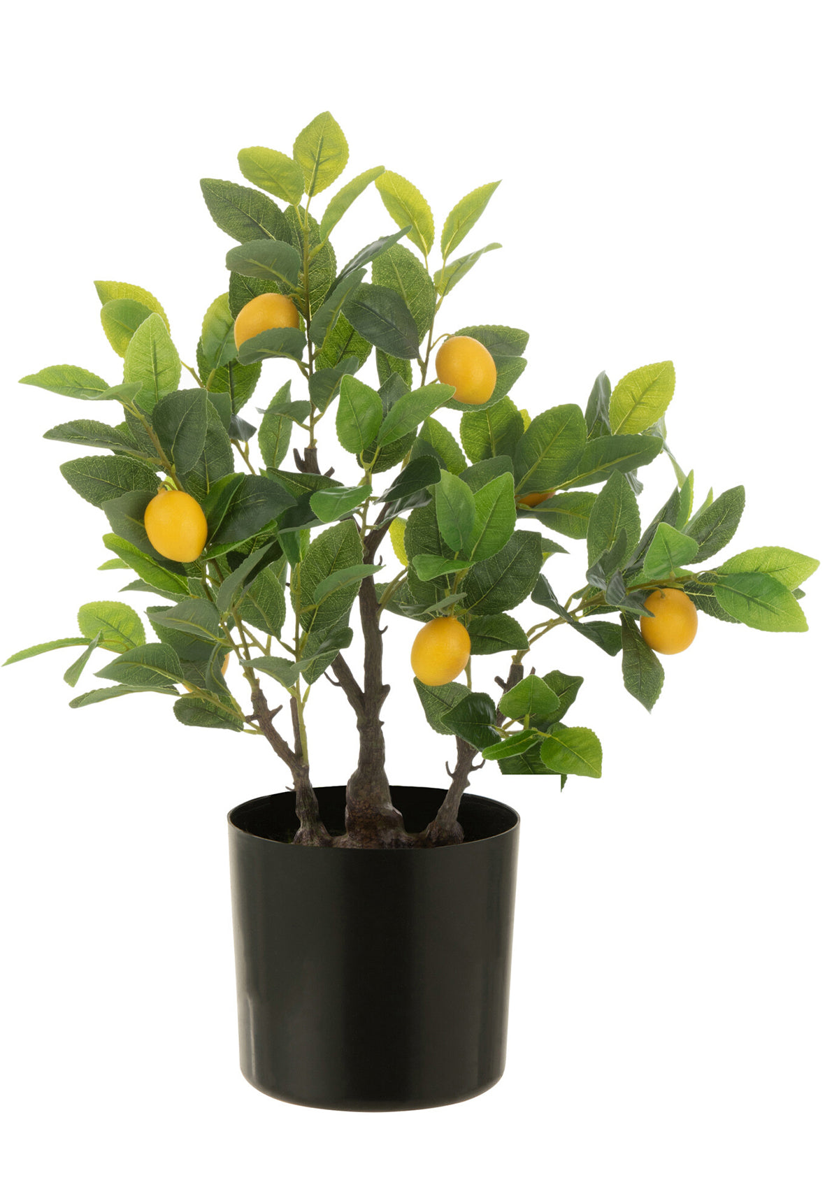 Limonero Maceta