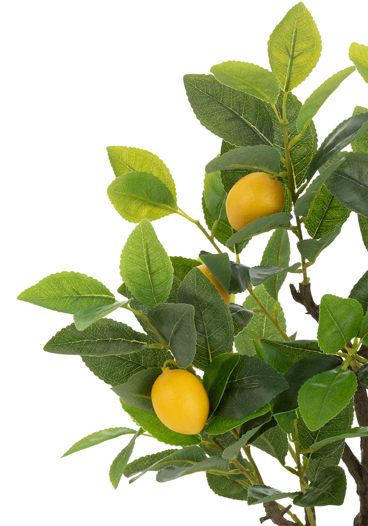 Limonero Maceta