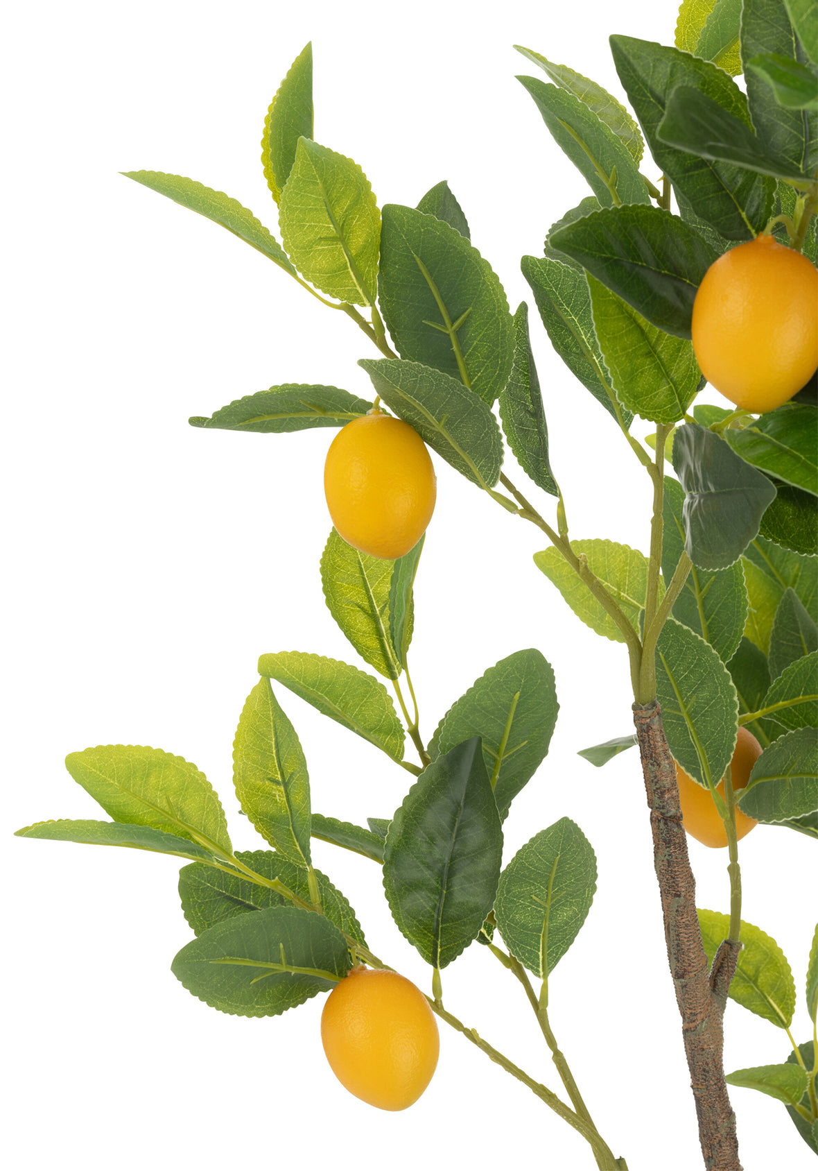 Limonero Maceta