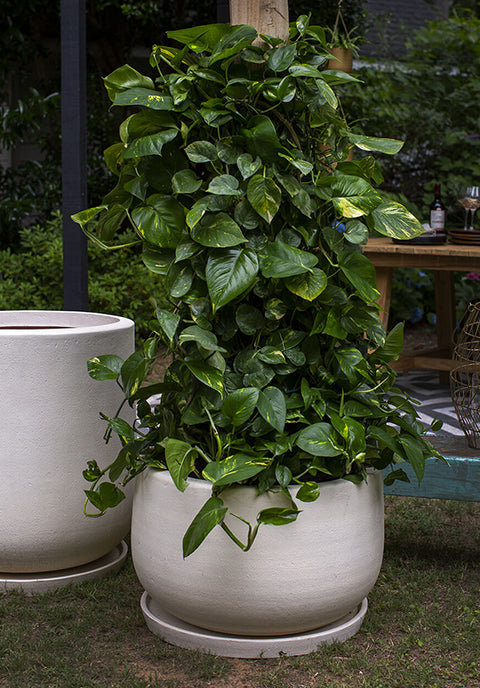 Maceta Kodiak - con plato