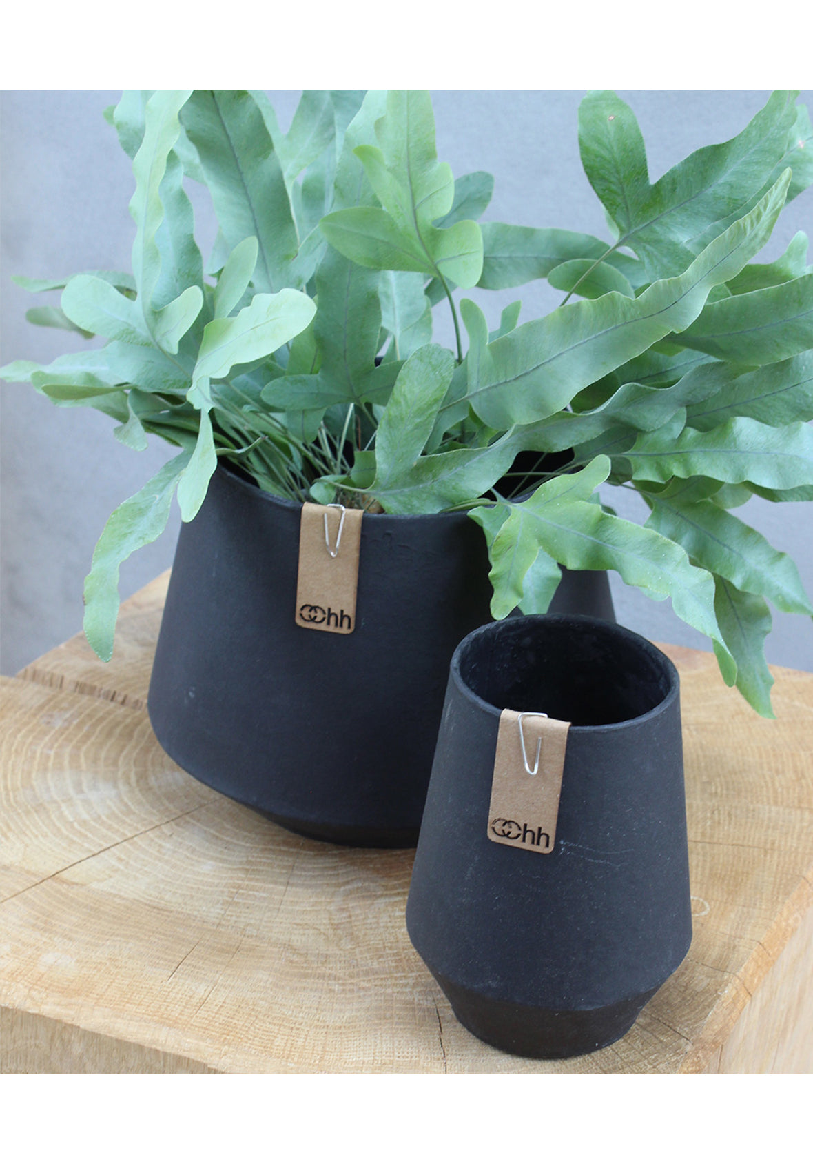 Tokyo Orchid - Maceta para Orquídeas Tokyo